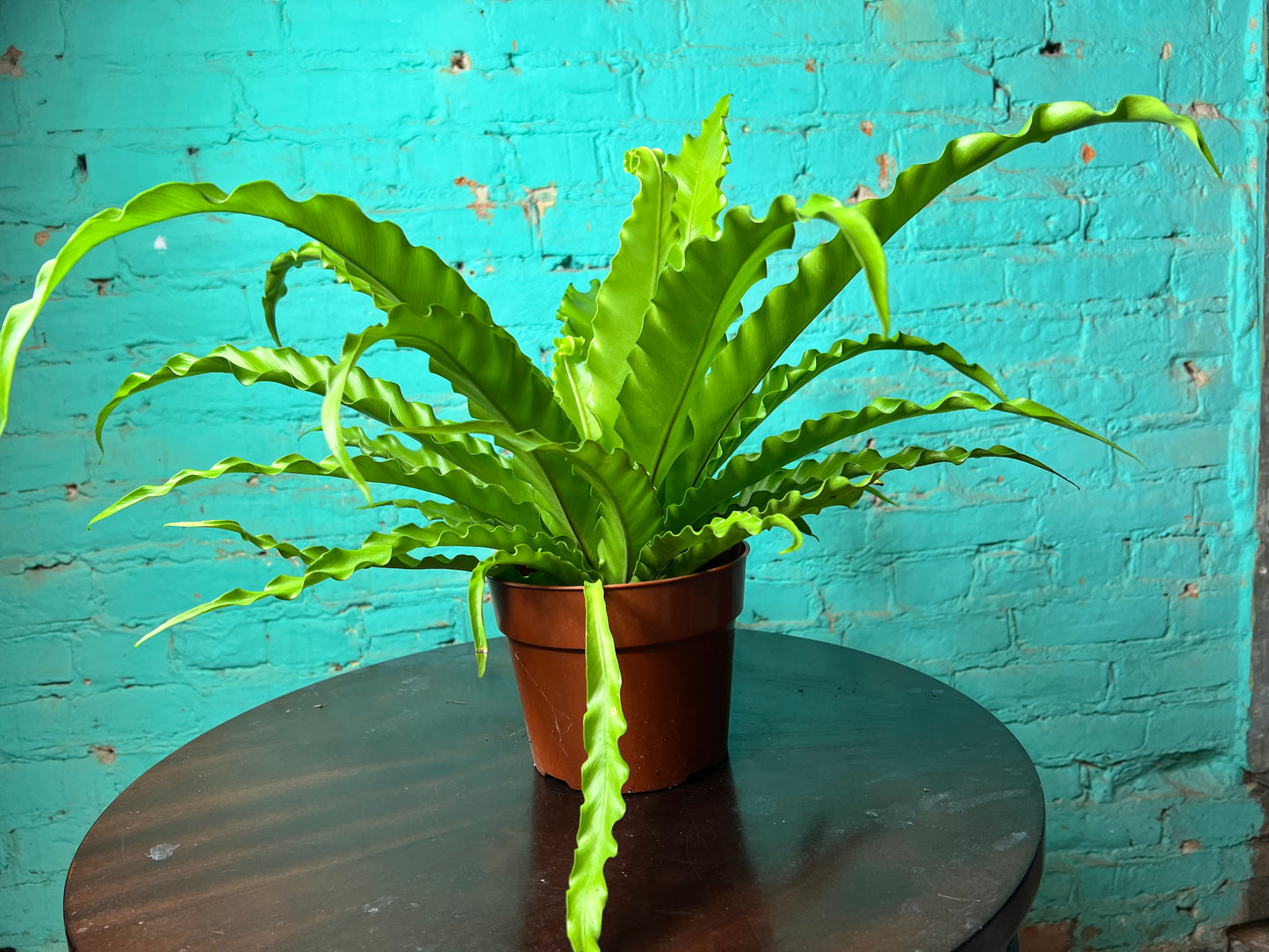 Bird’s Nest Fern curly 6”