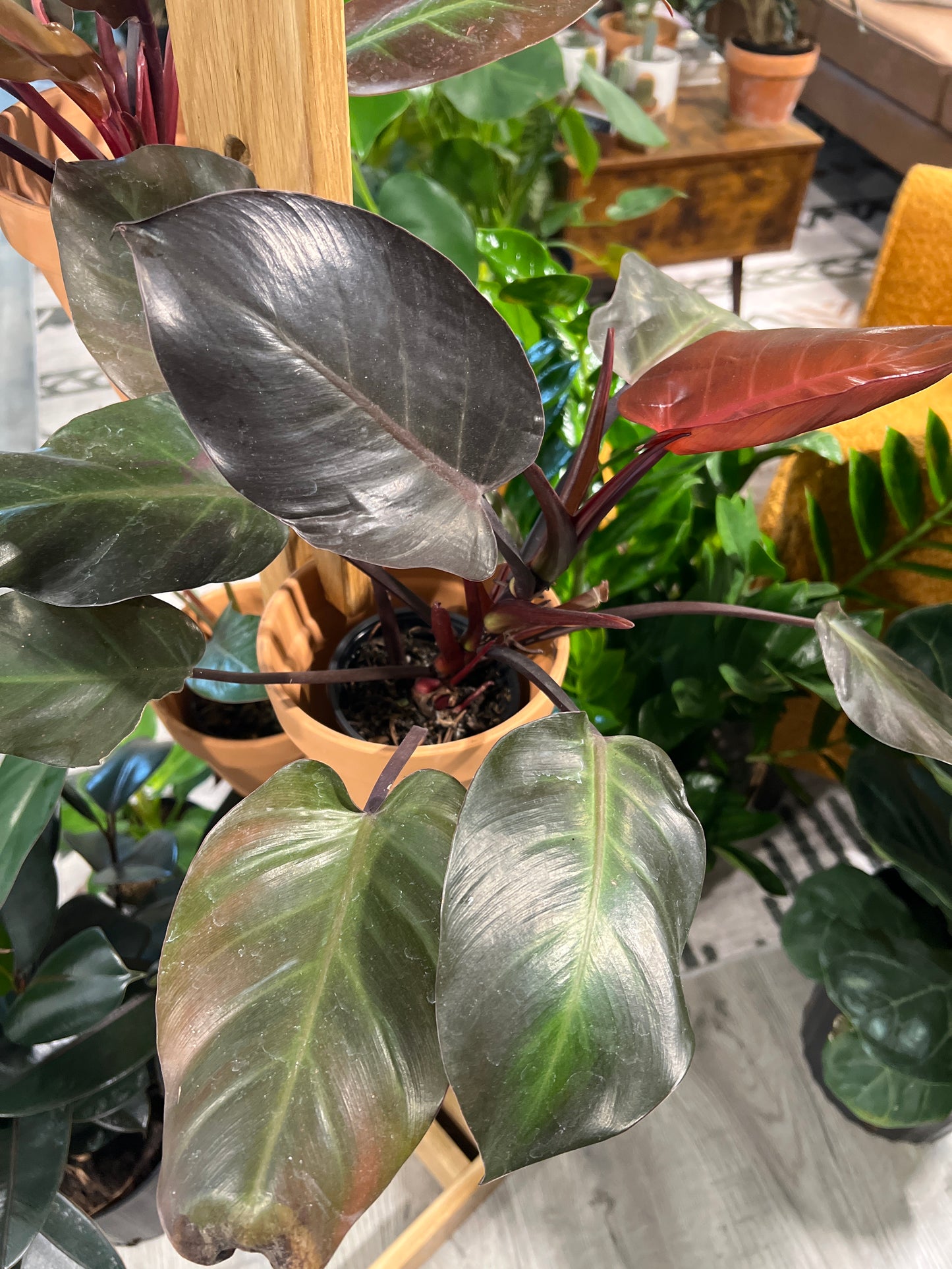 Philodendron- Cherry Red