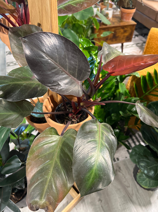 Philodendron- Cherry Red