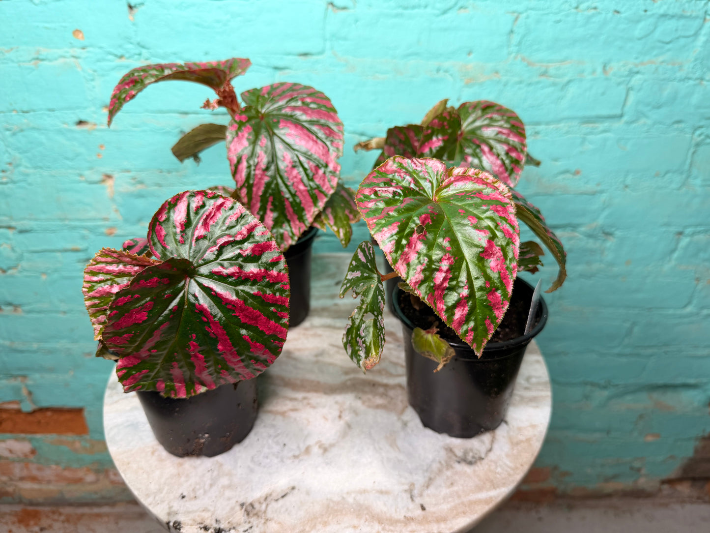 Begonia Rex “Brev Exotica”