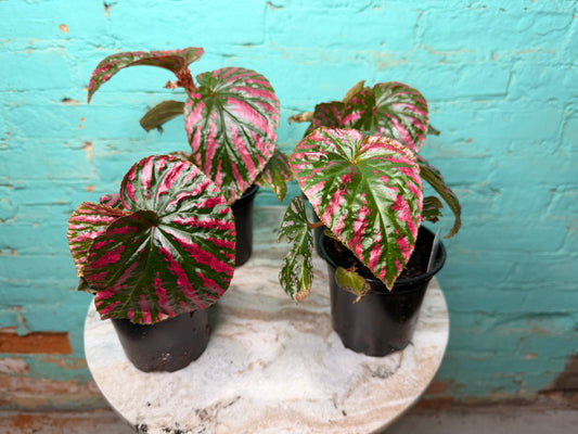Begonia Rex “Brev Exotica”