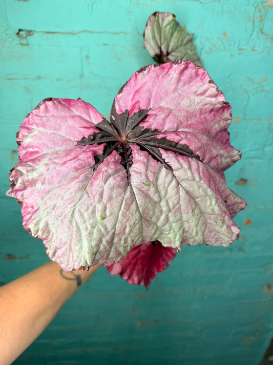 Begonia T-Rex ‘Ruby Slipper’