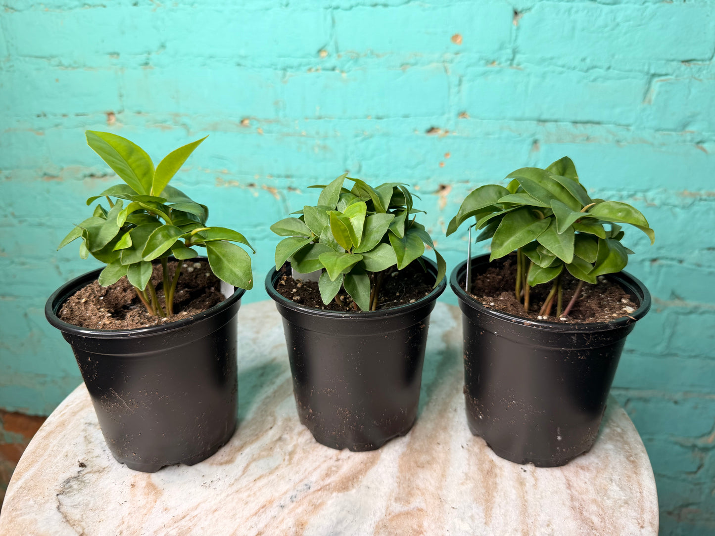 Ardisia Humillis 4” ‘Shoebutton’