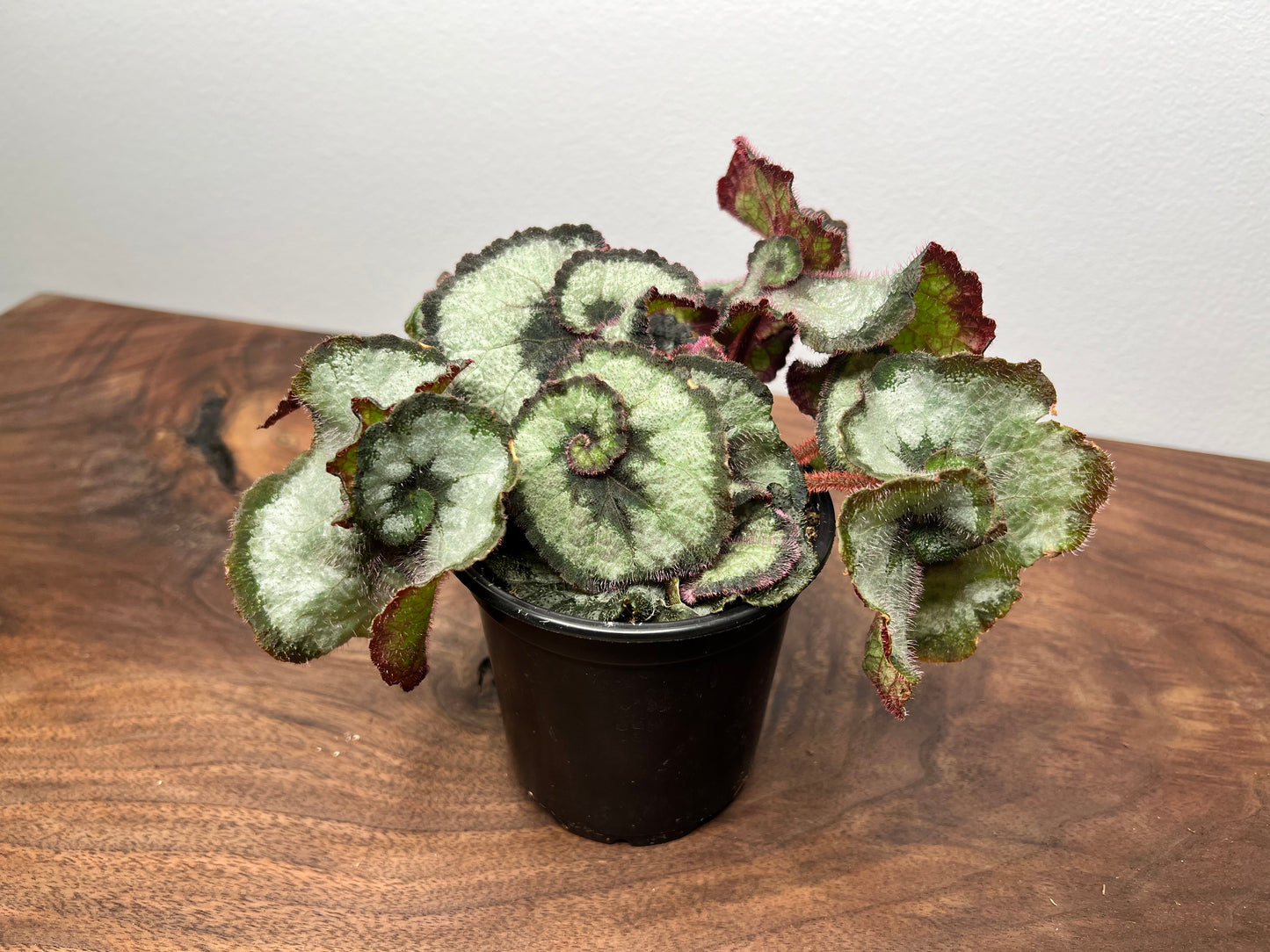 Begonia Escargot (curly)