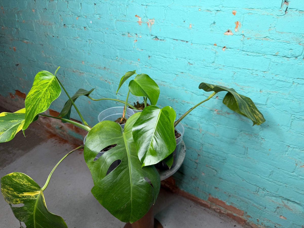 Monstera Deliciosa Aurea cutting