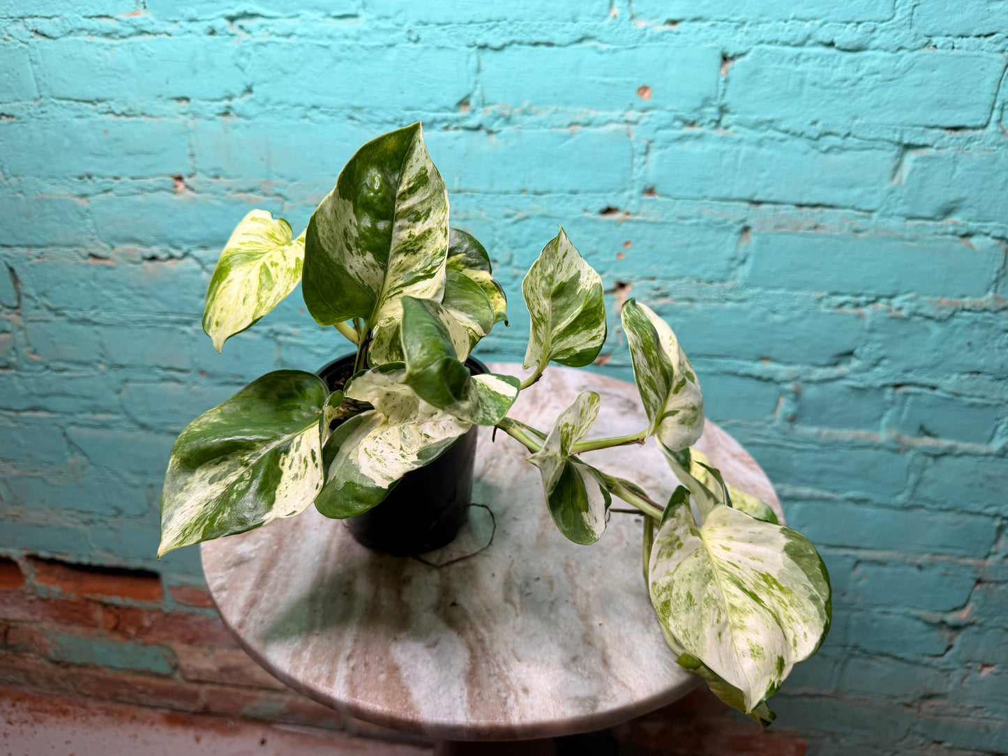 Manjula Pothos 4”