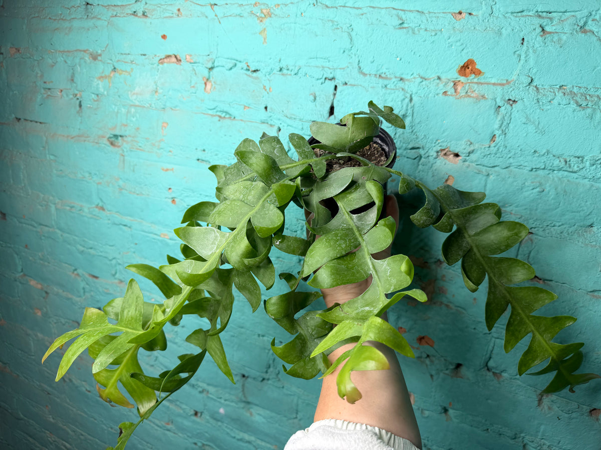Selenicereus chrysocardium- Fern Leaf Cactus 4”