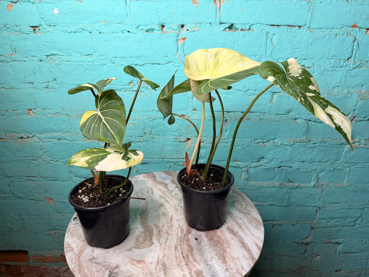 Philodendron Gloriosum Variegated Type 2