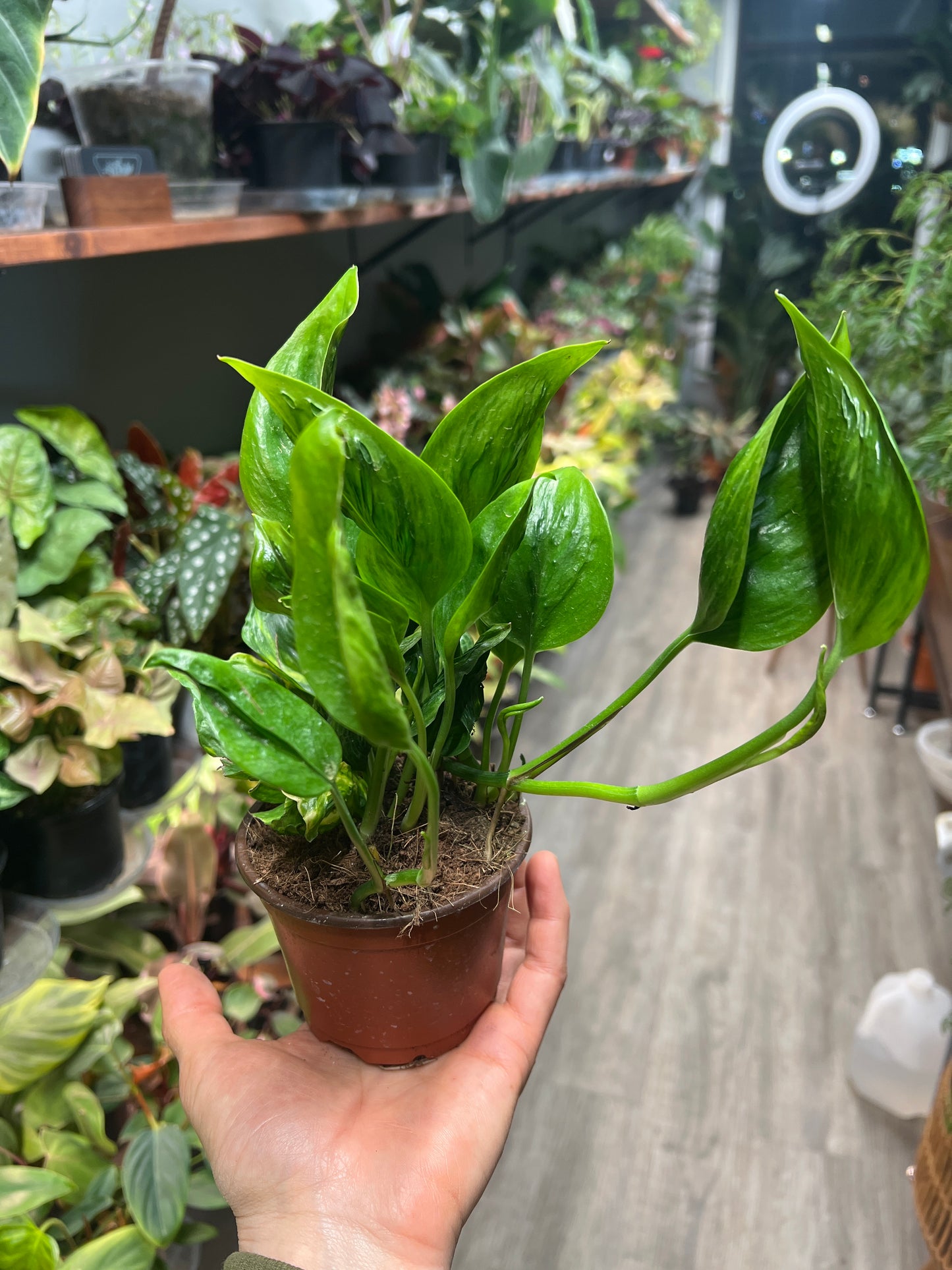 Pothos Shangri La -Sleeping Pothos