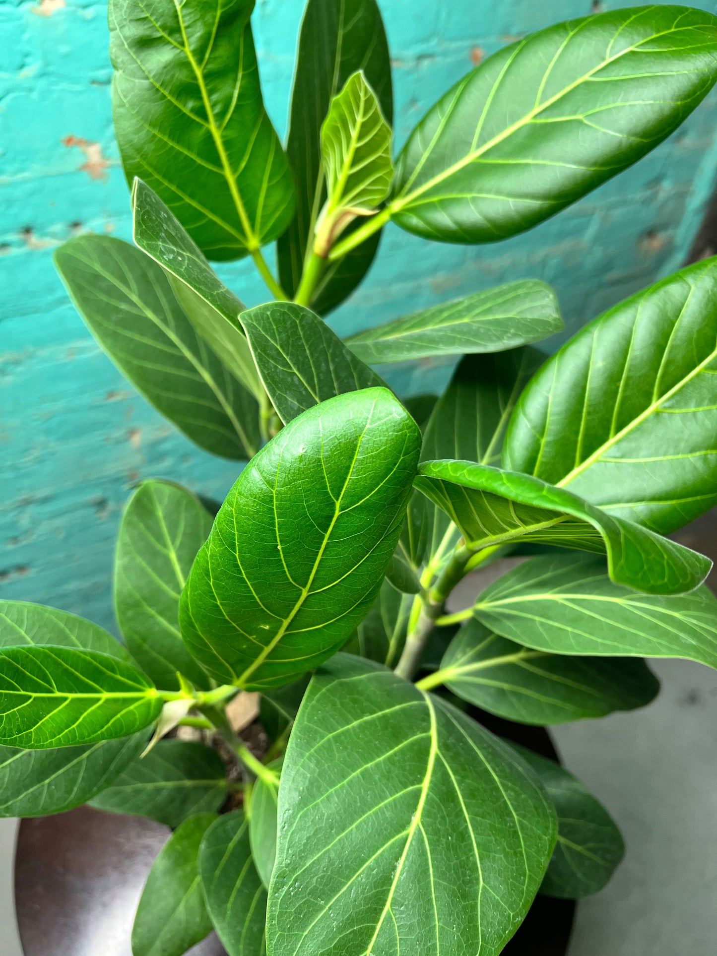 Ficus Audrey 8”