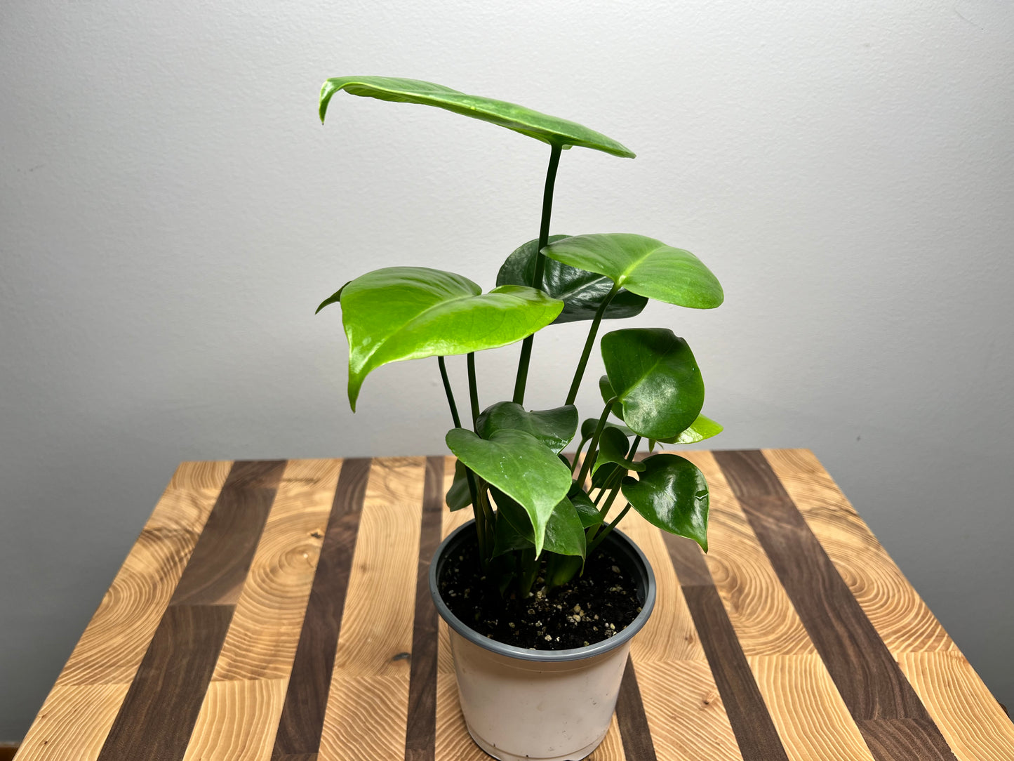 Monstera Deliciosa (full 4inch pot)