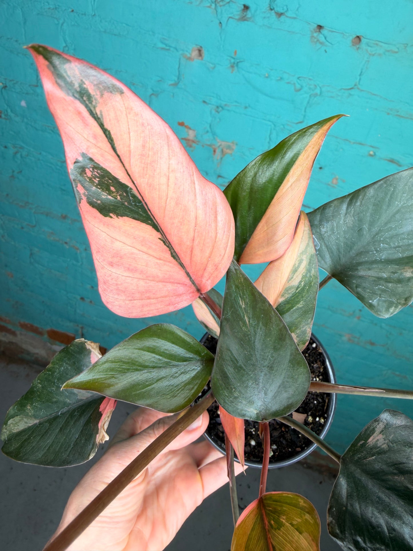 Homalomena ‘Pink Diamond’ 4” 😍