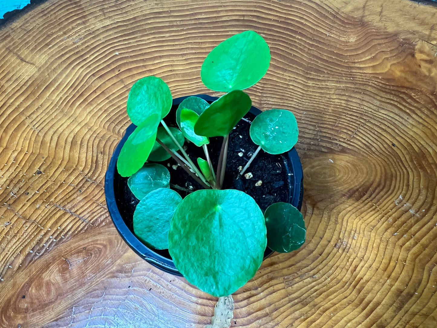 Pilea Peperomioides (4inch) Chinese Money Plant