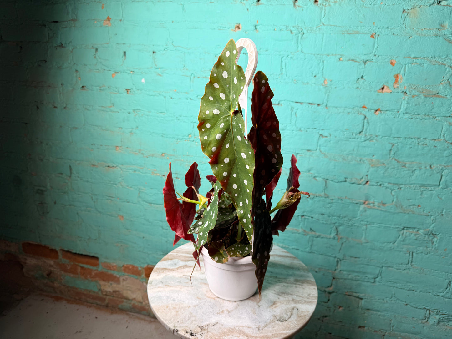 Begonia Maculata 6” Polka Dot Basket 6”