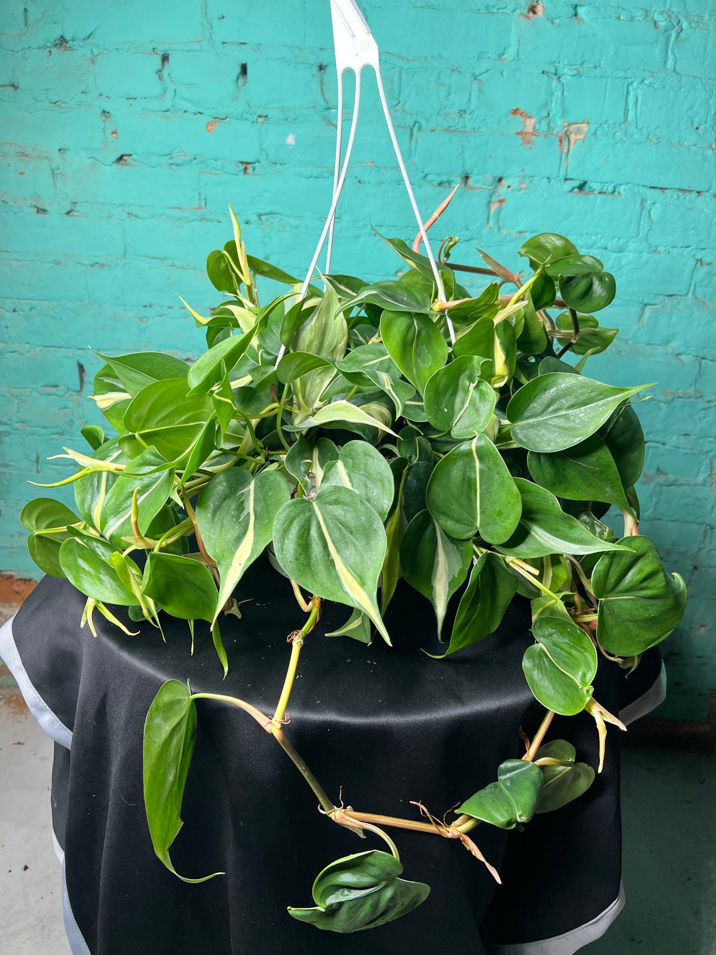 Philodendron Silver Stripe 8” basket