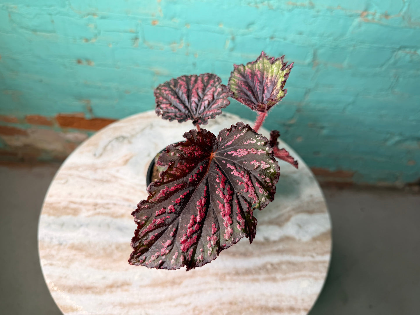 Begonia T-Rex ‘Painted’