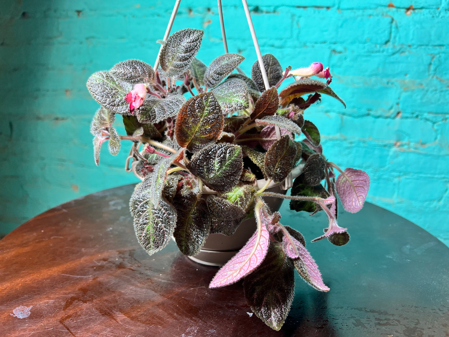 Episcia Hybrid Flame Violet 6”