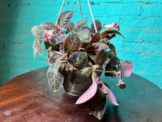 Episcia Hybrid Flame Violet 6”