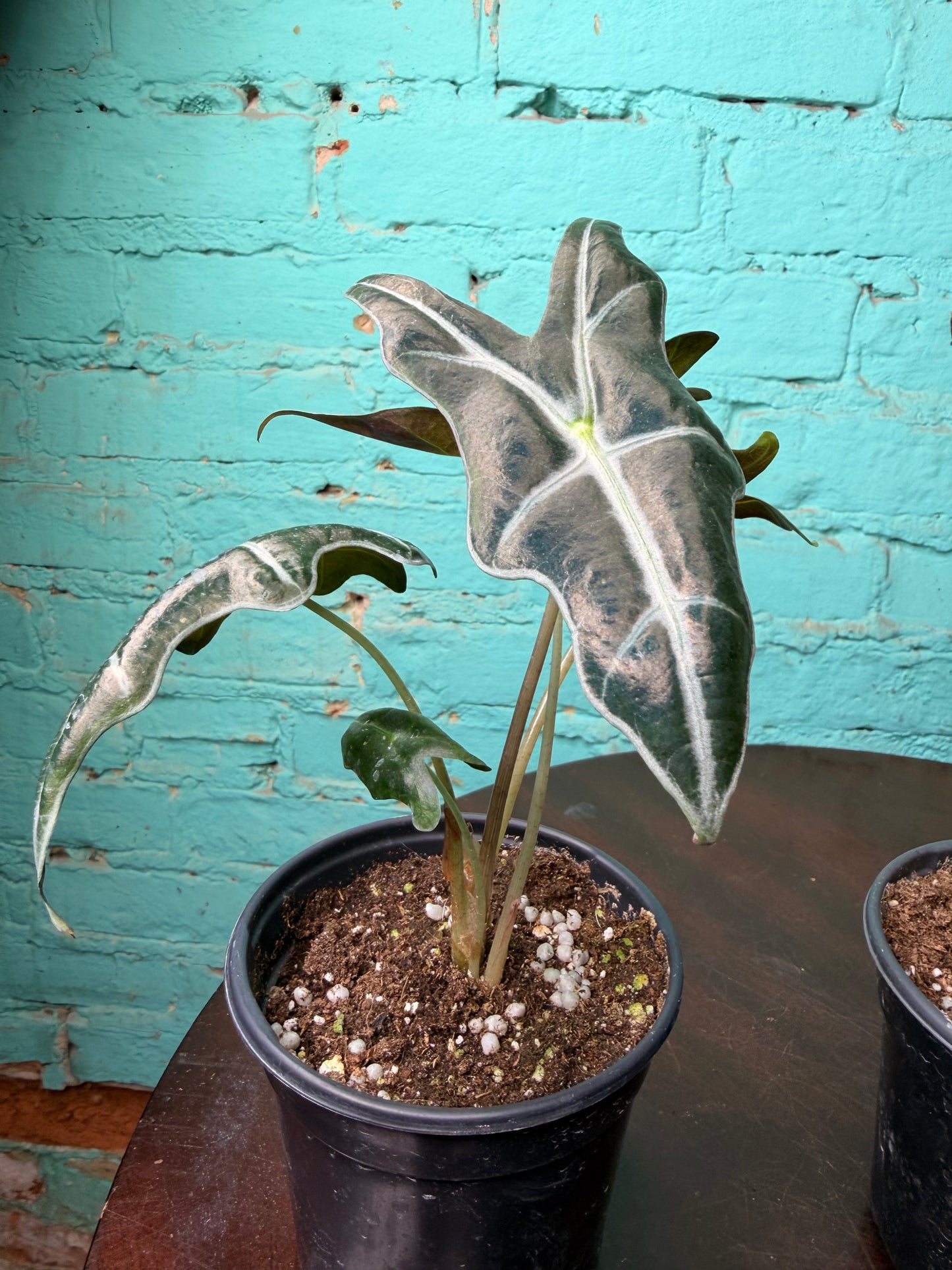 Alocasia Nobilis 4”