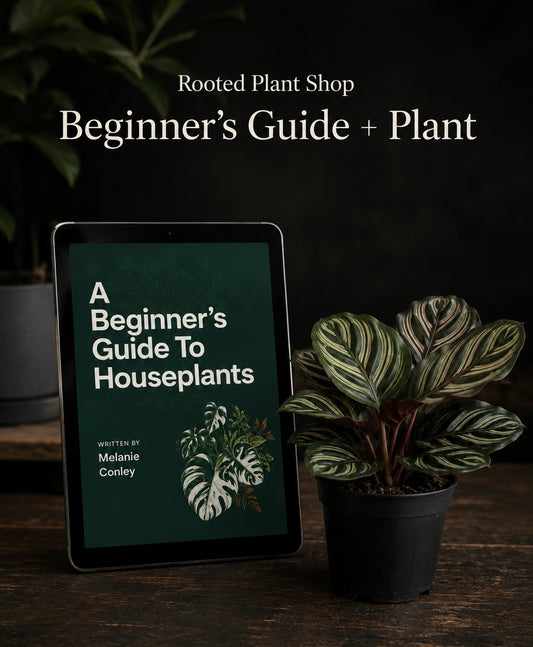 Beginner’s Guide for Houseplants & 4” Plant 🪴