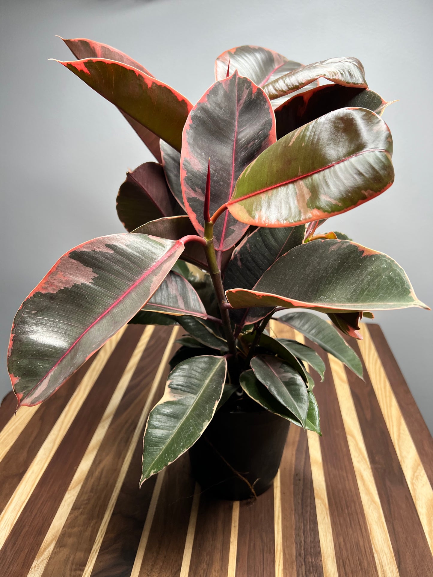 Rubber Plant-Ruby 6”