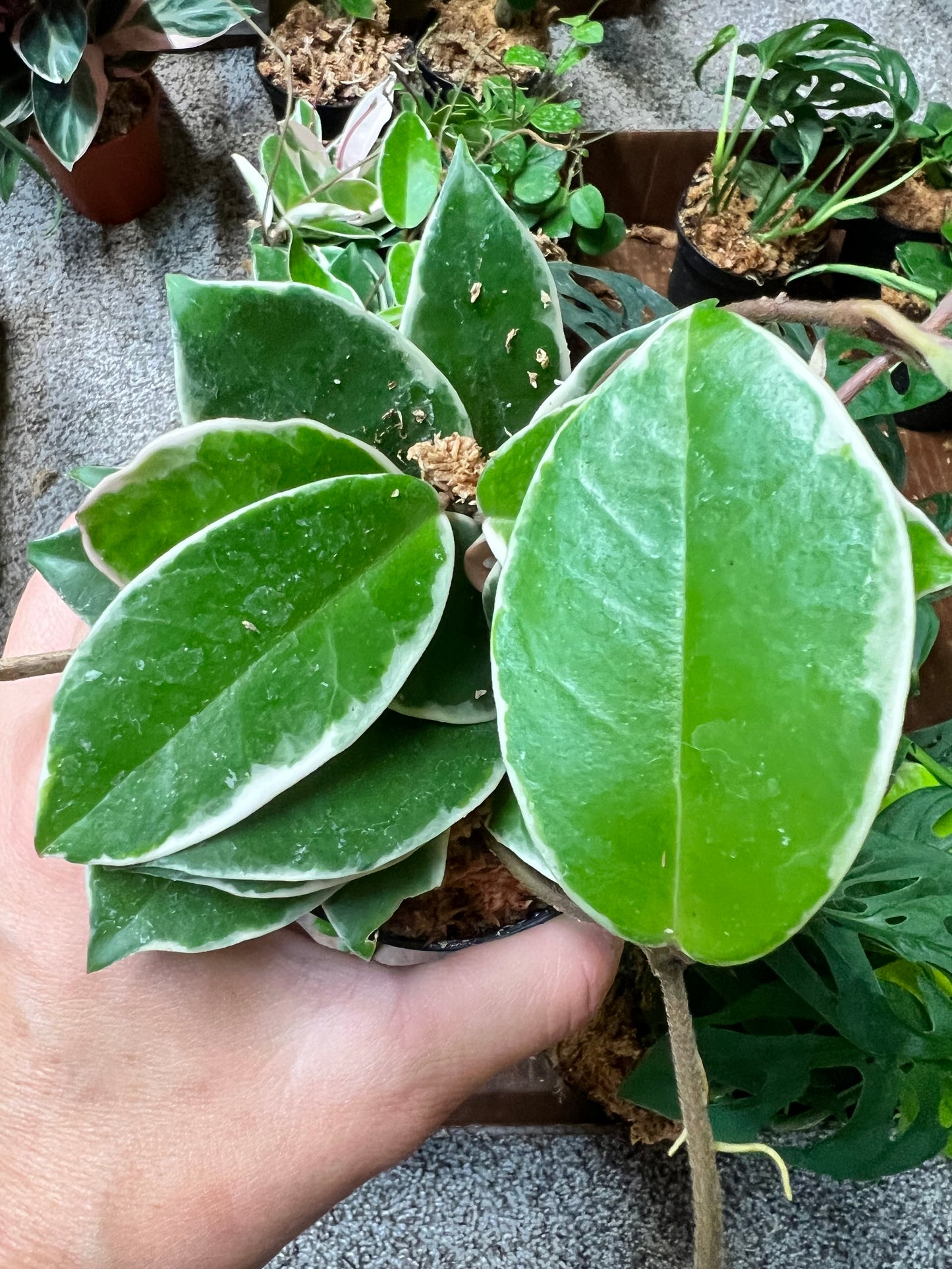 Hoya Krimson Queen