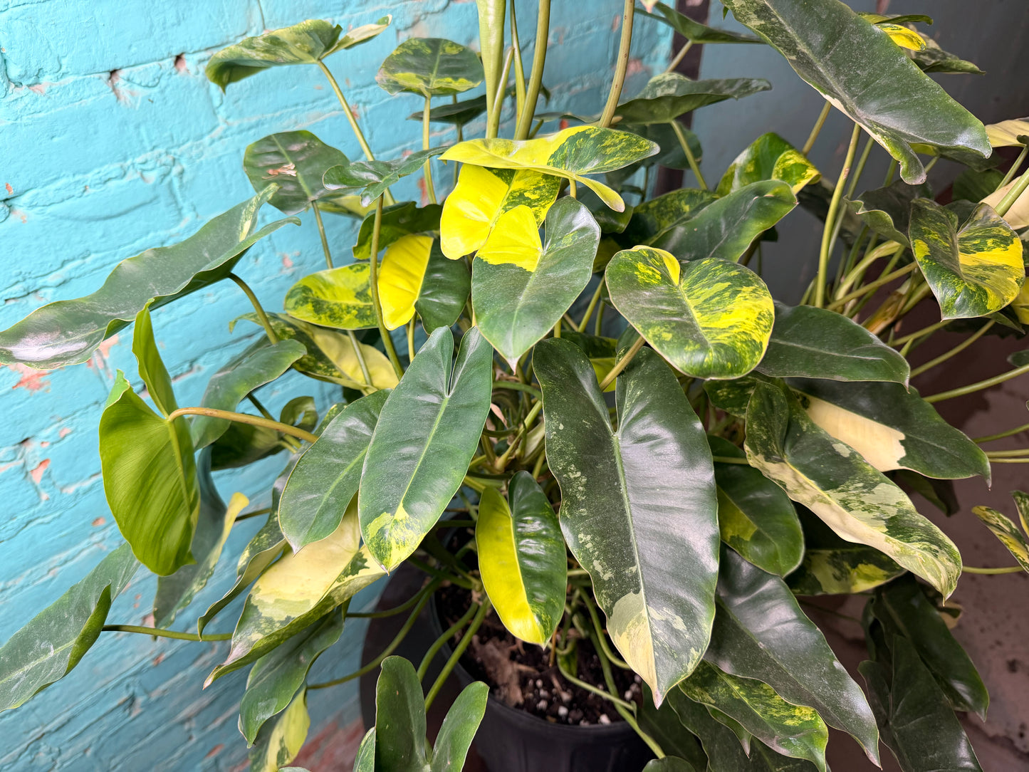 Philodendron Burle Marx Variegated 10”