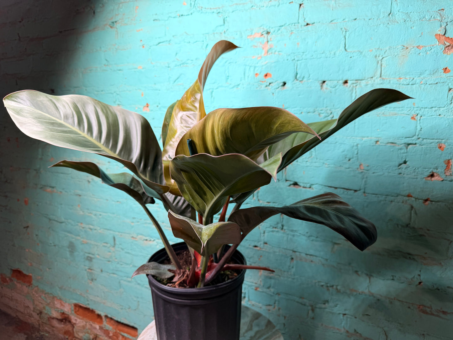 Philodendron Imperial Red 10”