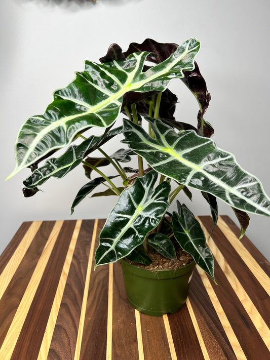 Alocasia Polly 6”