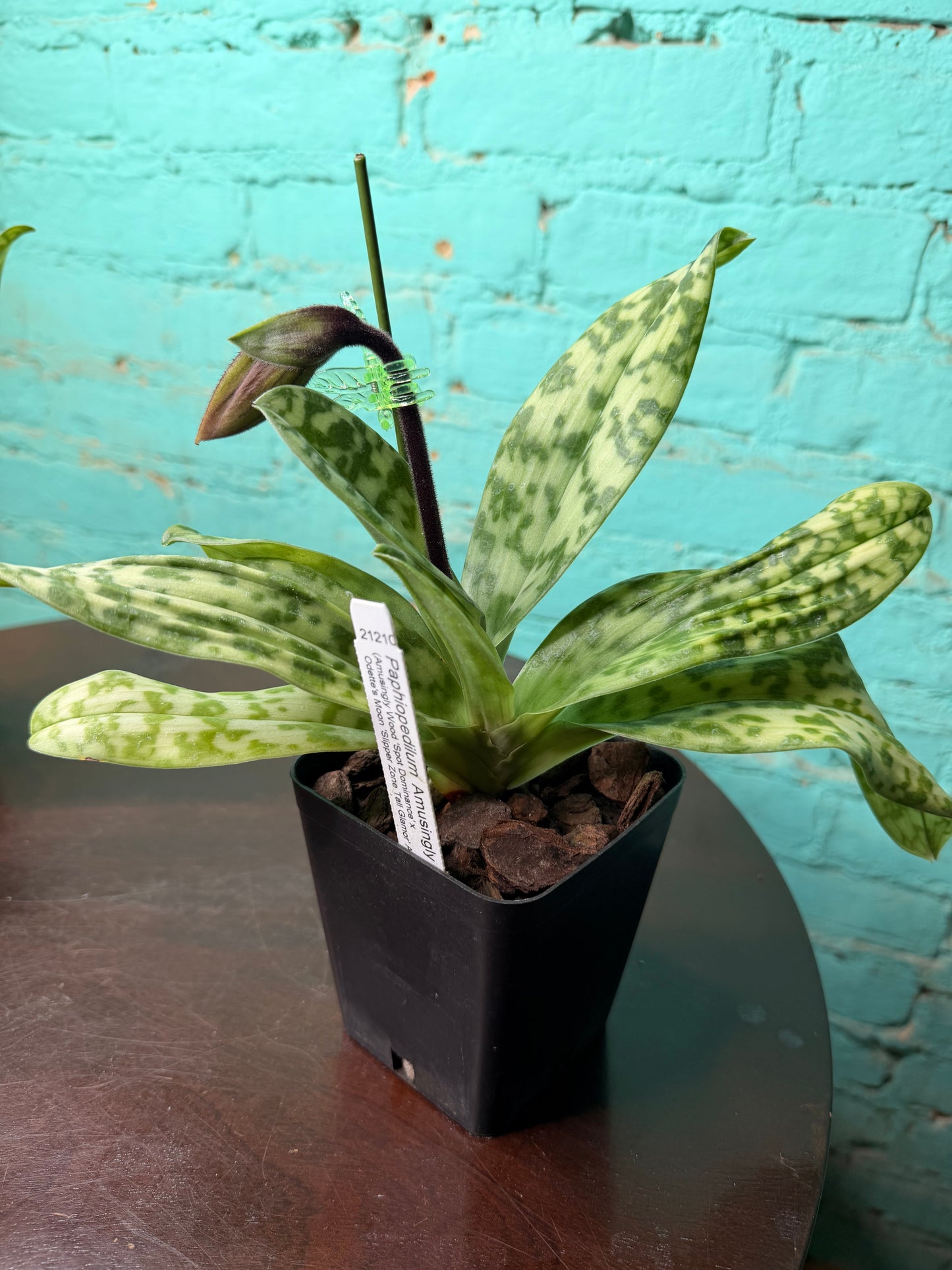 Paphiopedilum ‘Amusingly Odette’ Lady Slipper