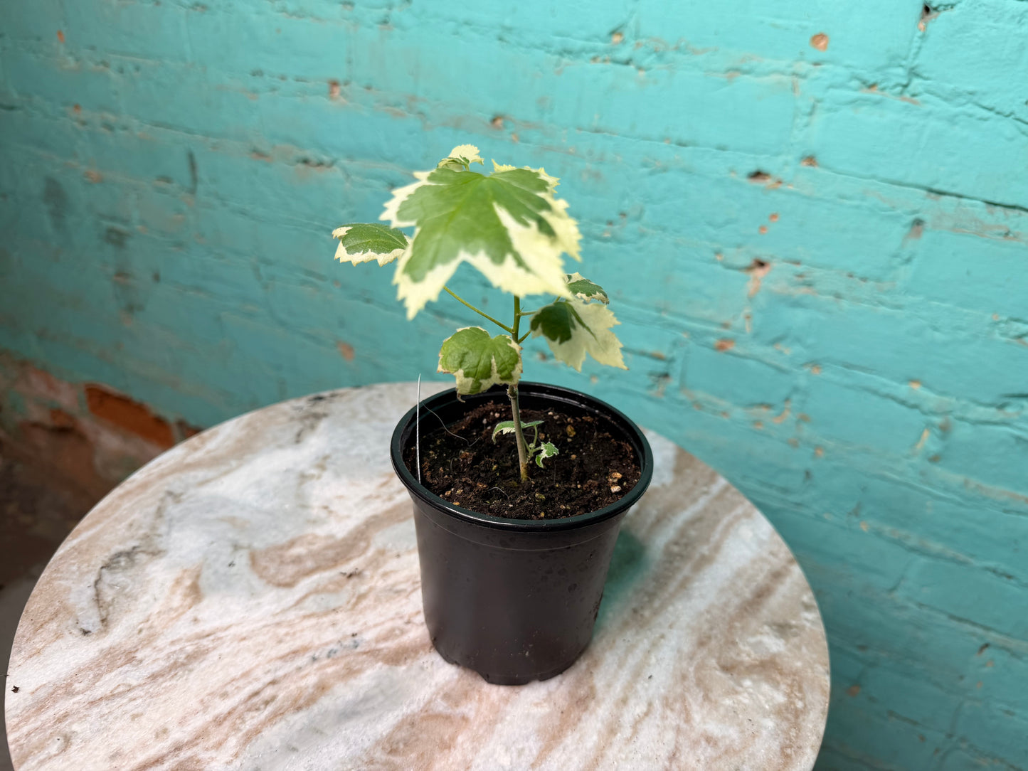 Abutilon Savitzii 4” ‘Variegated Flowering Maple’