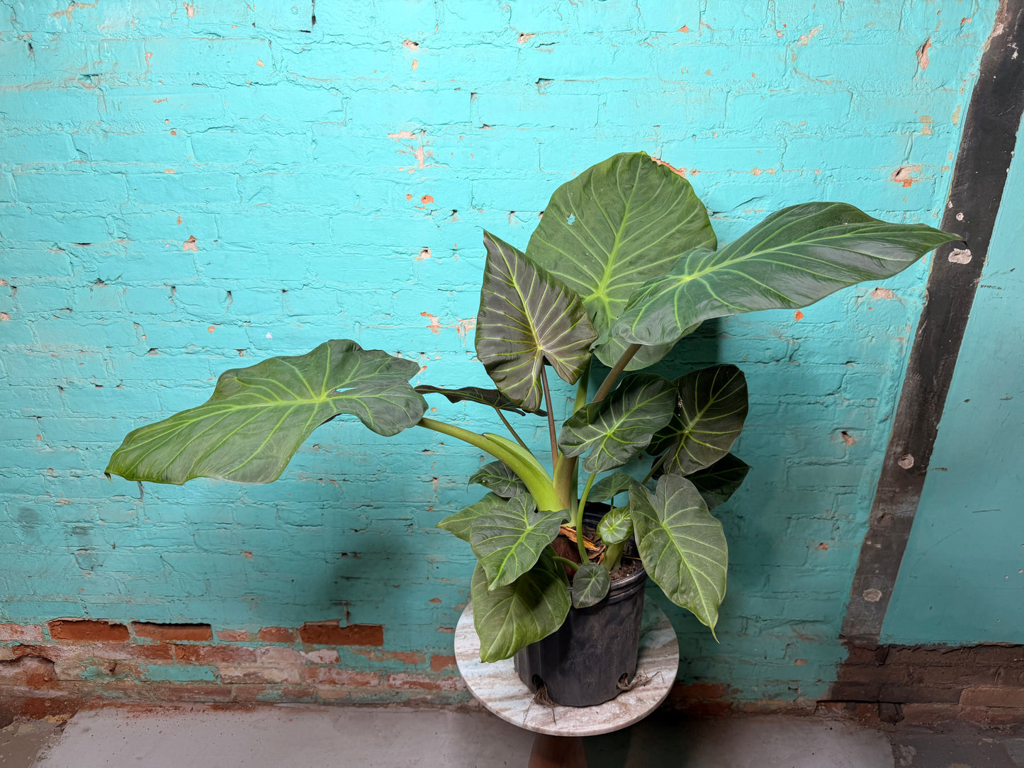 Alocasia Regal Shield 10”