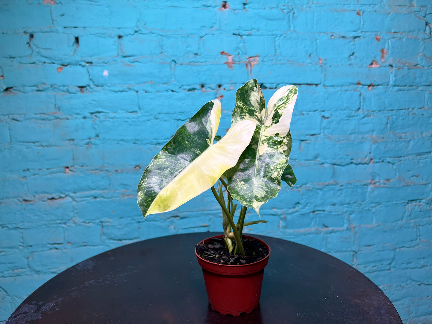 Philodendron Burle Marx Variegated 4”