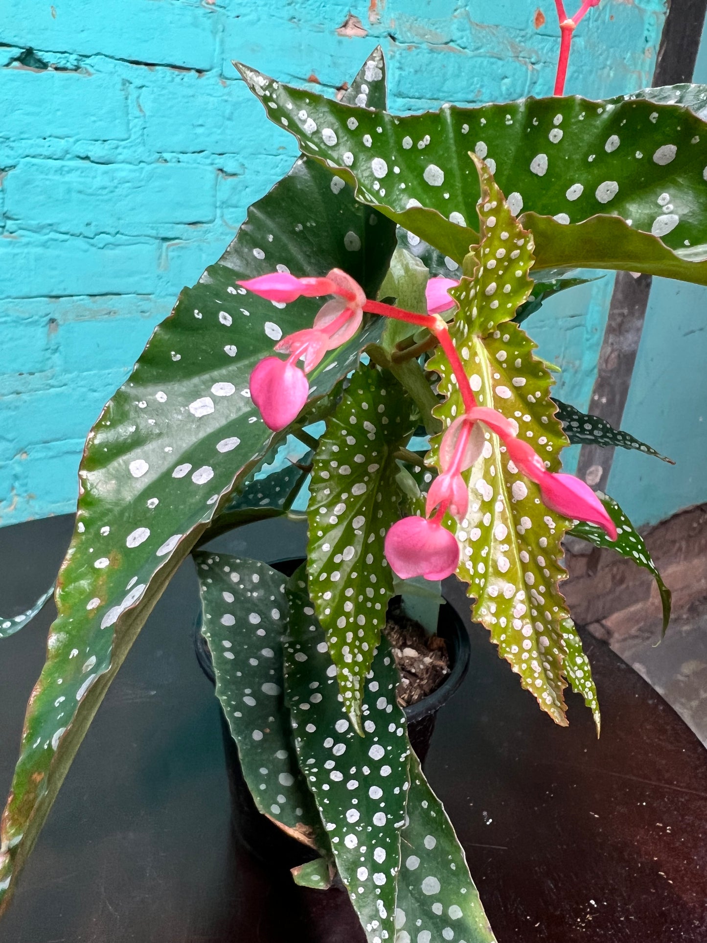 Begonia maculata- Silver Polka Dot 4”
