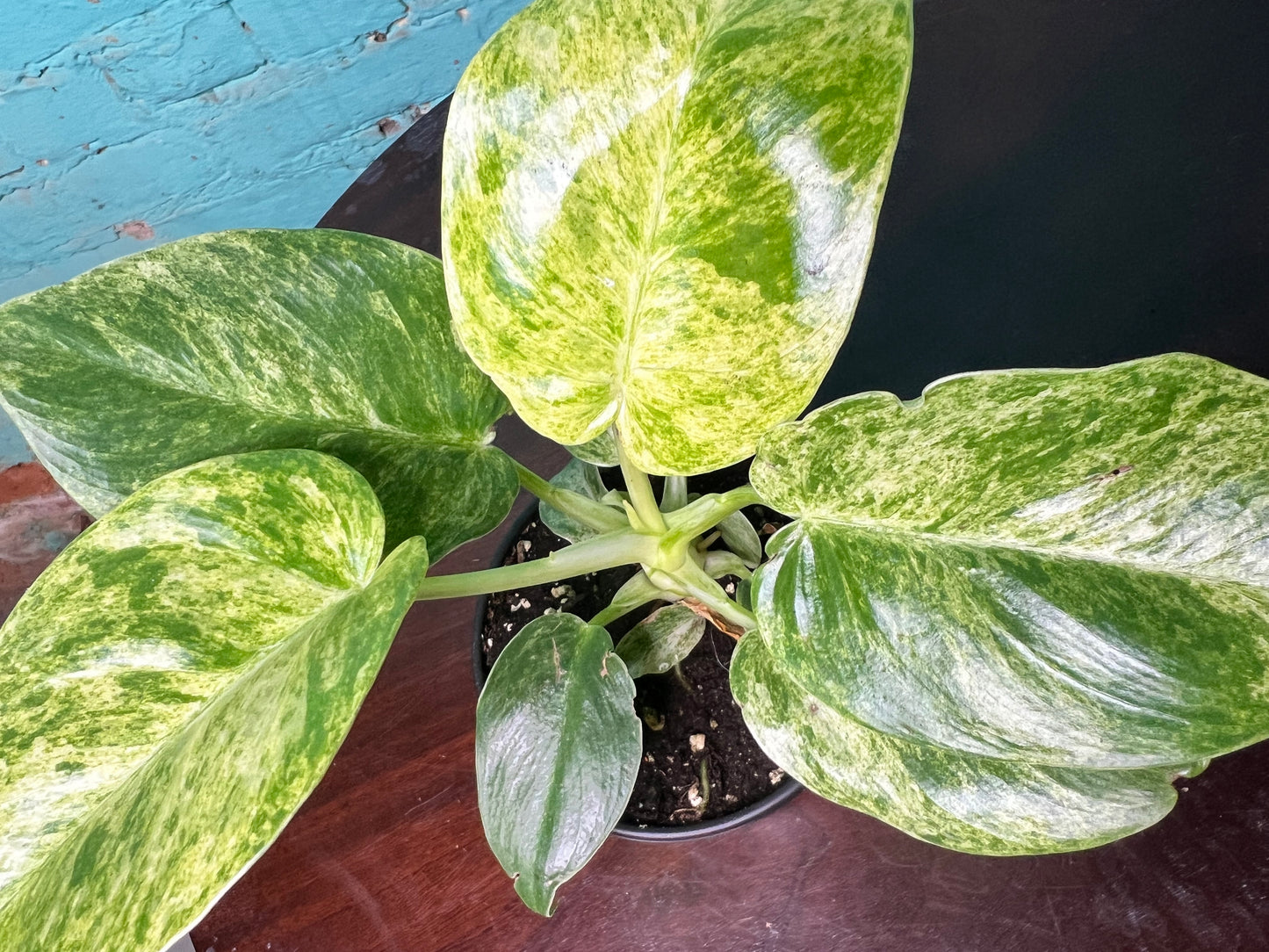 Philodendron Blizzard 4”