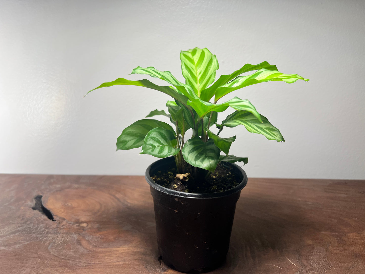 Calathea Freddie 4”