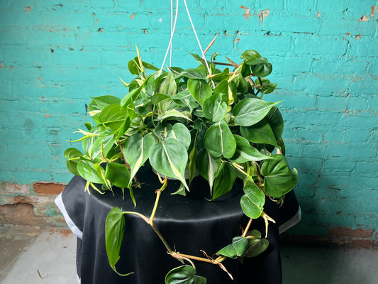 Philodendron Silver Stripe 8” basket