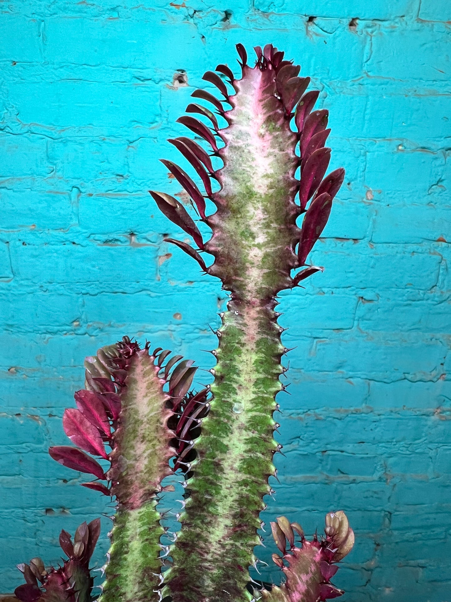 Euphorbia Trigonia Red 4”