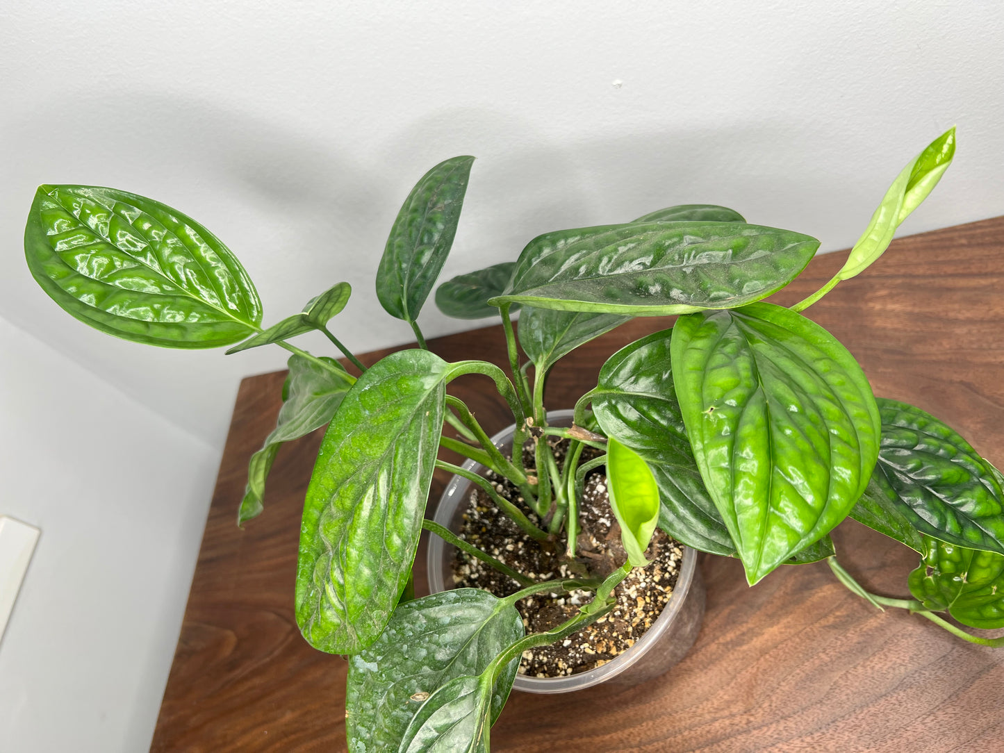 Philodendron Peru 6”