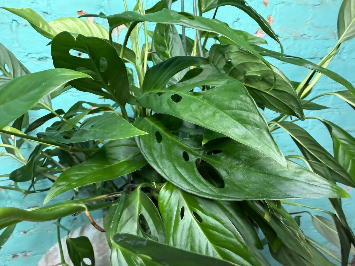 Monstera Adansonii ‘Swiss Cheese’ Wide Form 8” basket