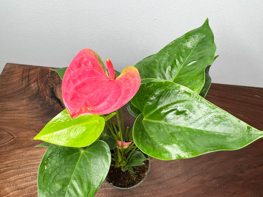 Anthurium 4”