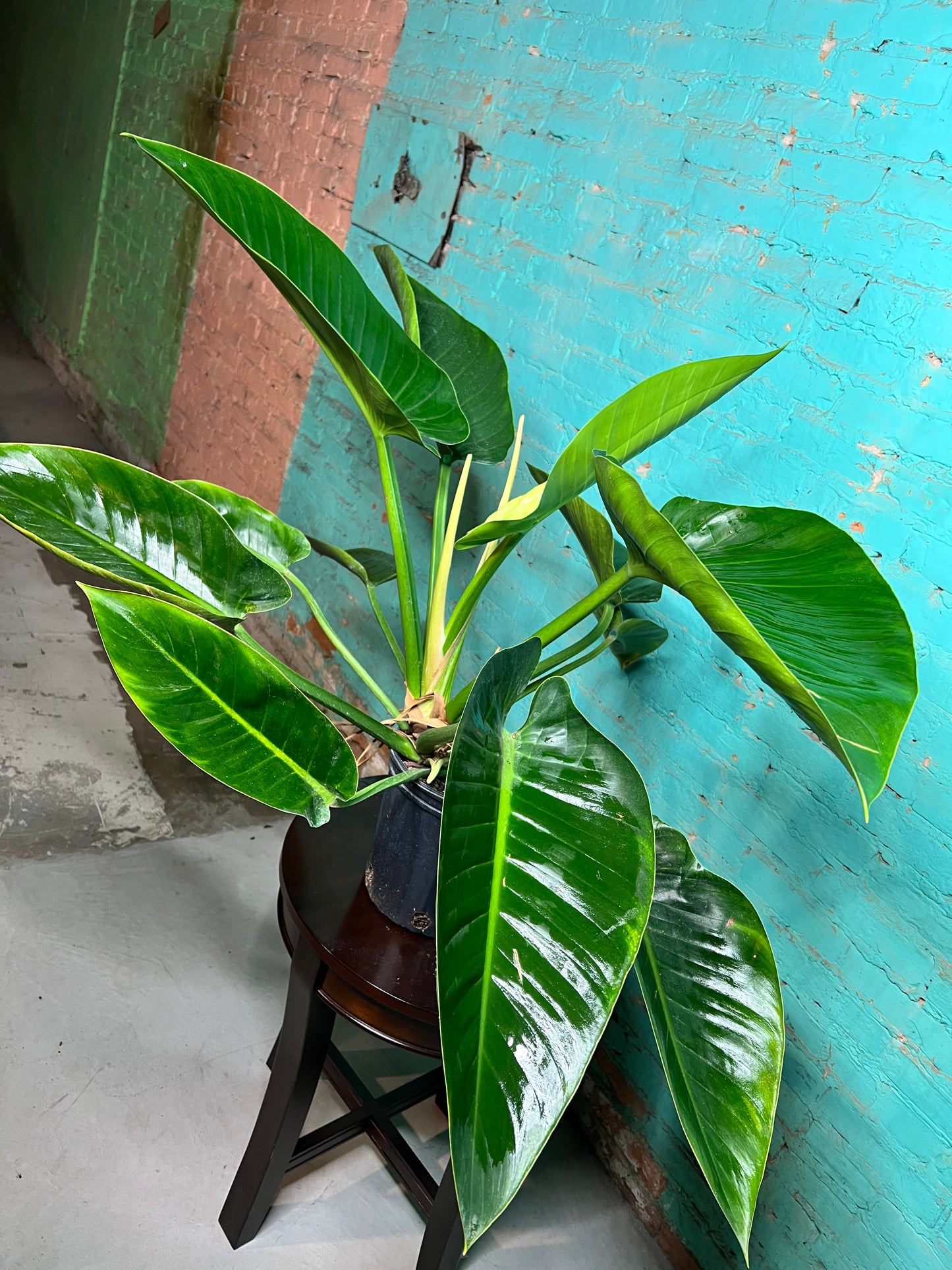 Philodendron Congo Thailand 10”