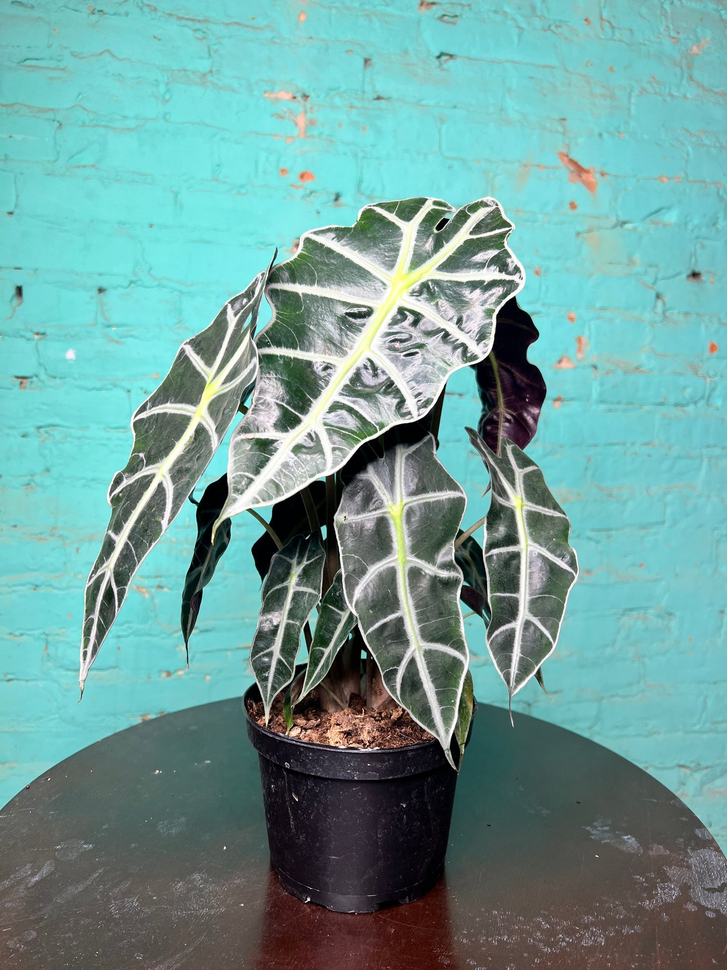 Alocasia Polly 6”