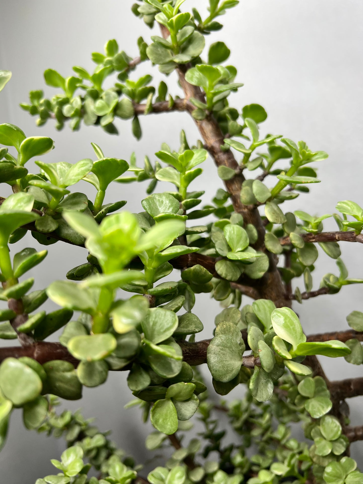 Elephant bush (Portulacaria) -NO SHIPPING