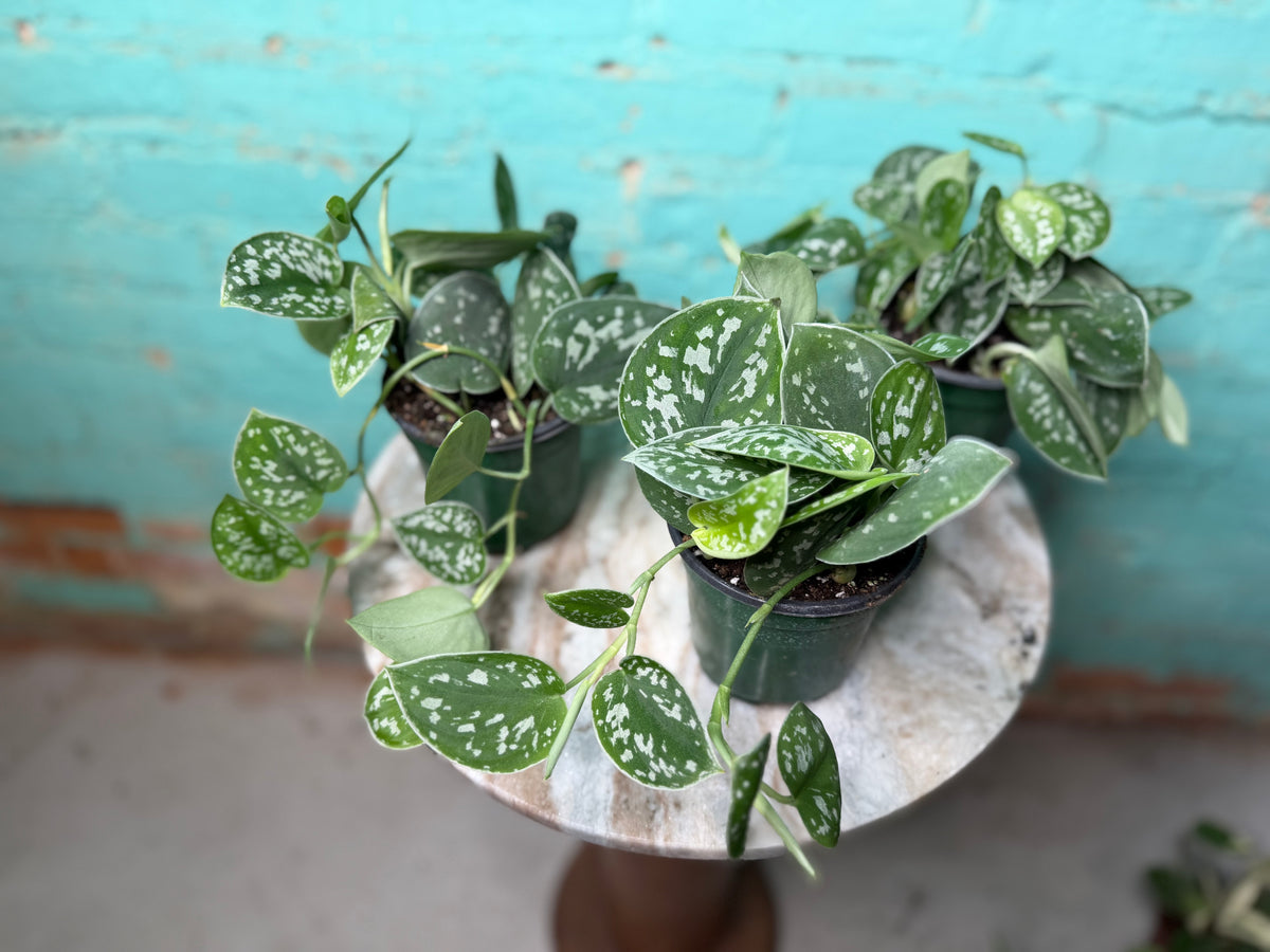 Scindapsus-Silvery Ann 4”