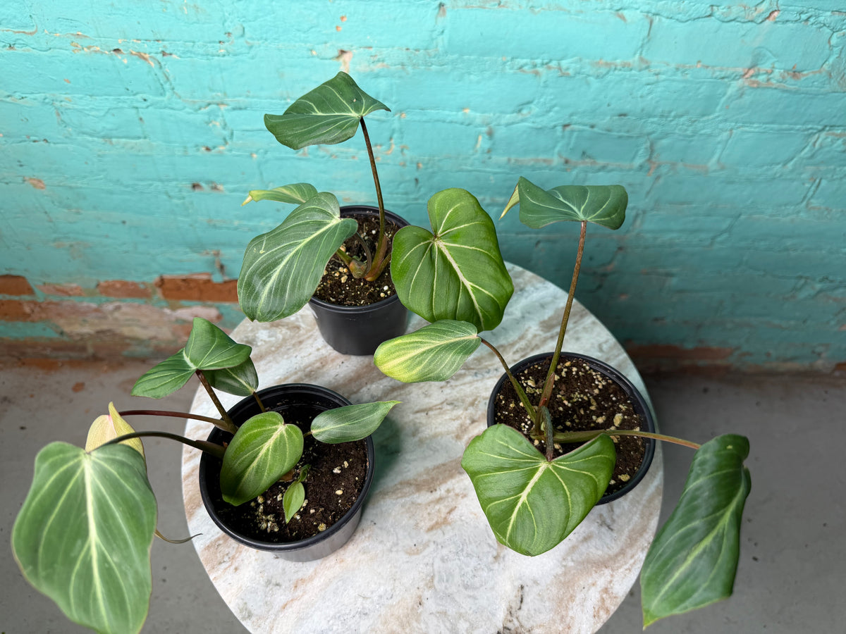 Philodendron Gloriosum 4”