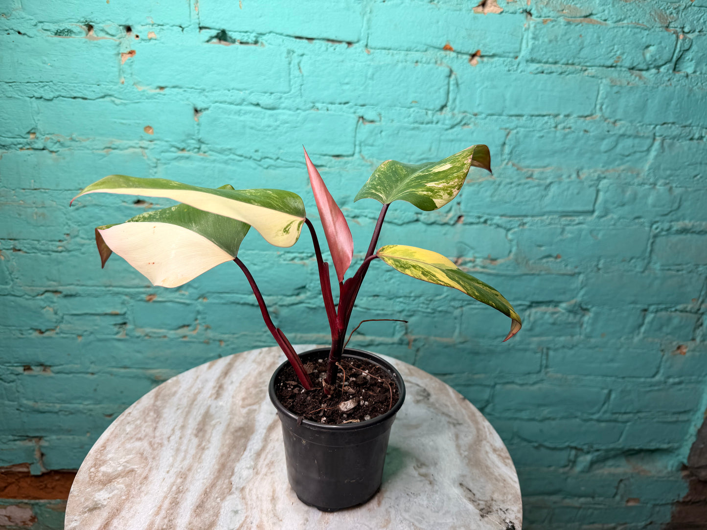 Philodendron-Strawberry Milkshake 4”