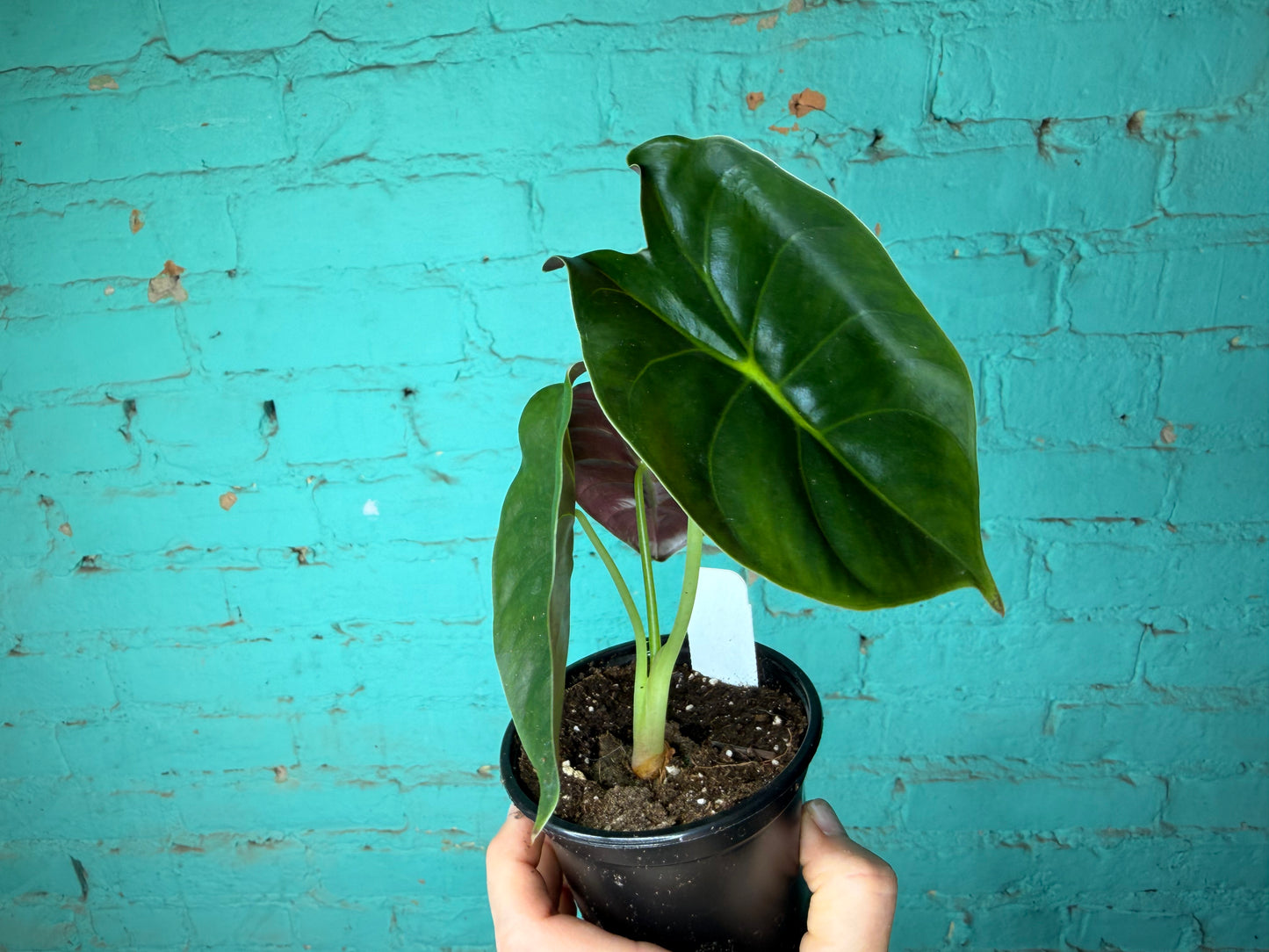 Alocasia Golden Bones 4”