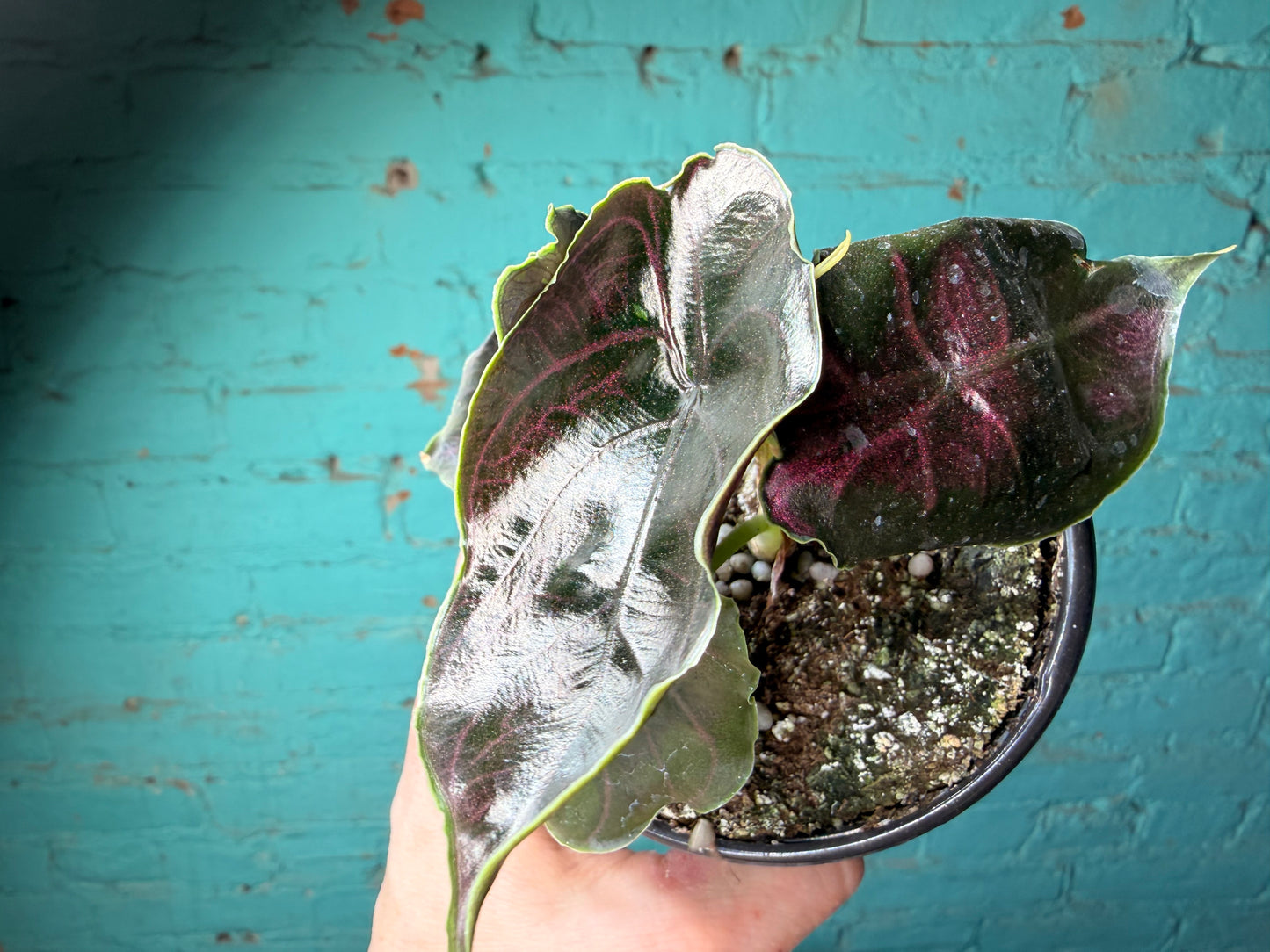 Alocasia Azlanii 4”