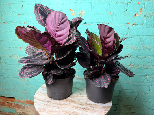 Calathea Dottie 6”